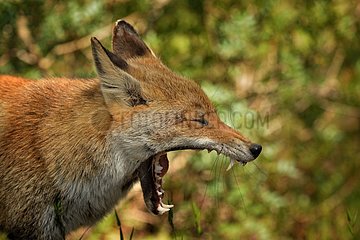 Portrait of Red fox yawning