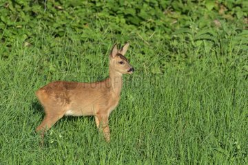 Western Roe deer (Capreolus capreolus)  Fawn  Hesse  Germany  Europe
