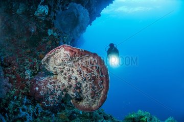 Coral reef  geant sponge covered with sea worms  Cebu Island  Philippines