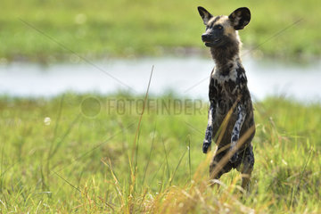 African Wild Dog standing in savannah - Khwai Botswana
