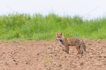 Red Fox (Vulpes vulpes) on Field  Hesse  Germany  Europe