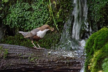 Dipper (Cinclus cinclus) seeking for food in the creek to feed her nestlings - Doue - Doubs - France