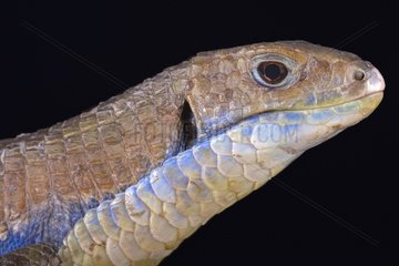The Sudan plated lizard (Gerrhosaurus major) is a heavily plated lizard species.  Tanzania