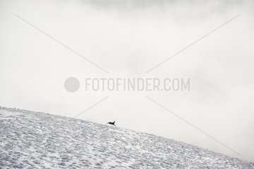 Silhouette of Chamois in the Vosges  alone in the mist