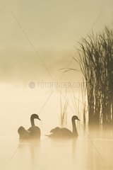 Mute Swans (Cygnus olor) on Misty Lake  Saxony  Germany  Europe