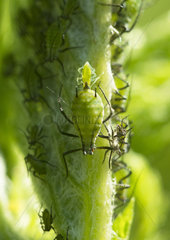 Birth of aphid - France