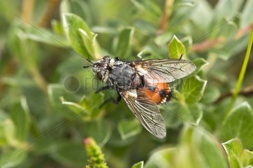 Fly (Peleteria rubescens). Melby Overdrev  Denmark in June