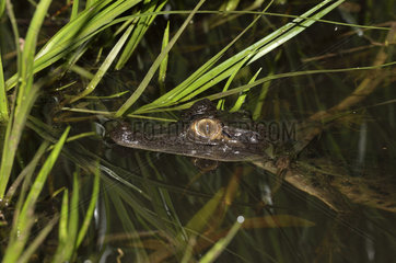Spectacled Caiman at night - Kaw Swamp French Guiana