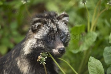 Raccoon Dog (Nyctereutes procyonoides). Skånes Dyrepark  Sweden. In captivity