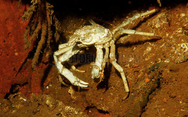 Great Spider Crab on wrek - Orkney Scotland
