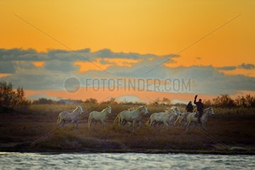 Camargue horses and gardian in the Vaccarès pond  Camargue France