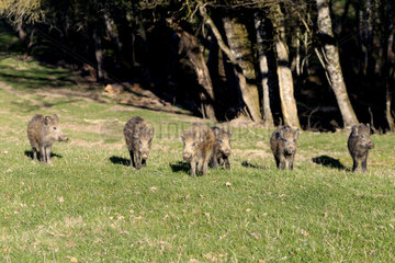 Young Wild boars in the grass - France