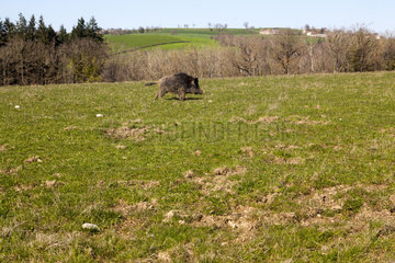 Male Wild boar in the grass - France