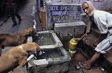 Hunde  die trinken und Mann lagern Wasser in einer Wasserquelle