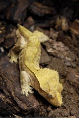 New Caledonian crested Gecko at rest in undergrowth