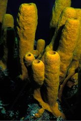 Tube Sponges Cozumel Palencar Yucatan Mexico