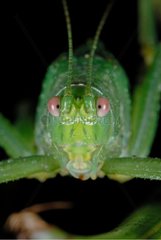Portrait of a neotropical grasshopper French Guiana