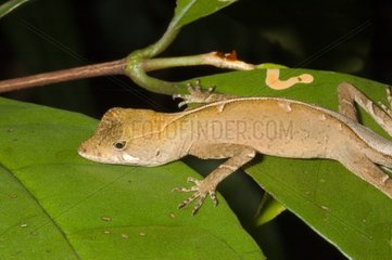 Yellow-tongued Forest Anolis on a leaf French Guiana