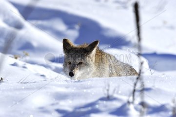 Coyote walking in snow Rocky Mountains Montana USA
