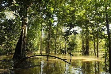 Mangrove forest along the Kinabatangan River