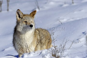 Coyote in snow Rocky Mountains Montana USA
