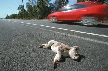 Kolala crushed by a car Queensland Australia