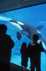 Personnes regardant un orque Aquarium Seaworld USA