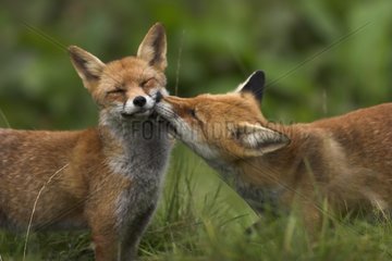 Pair of Red foxes grooming Calvados France