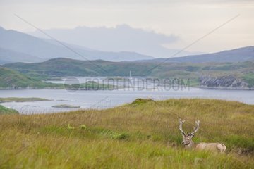 Scottish deer (Cervus elaphus scoticus) at rest in the moor. Isle of Jura  Scotland