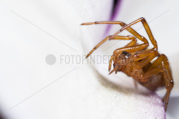 Linyphiidae spider on flower - France