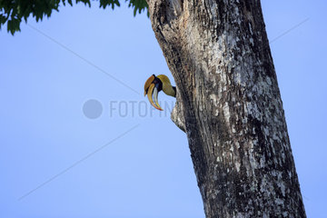 Great hornbill male at nest - Anaimalai Mountain Range India
