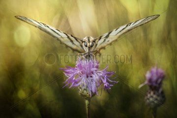 Her Majesty Podalirius - butterfly on a wild flower