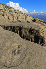 Fossil Nautilus - Desert Platé Alpes France
