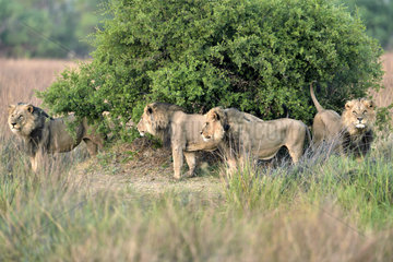 Male Lions in the savannah - Moremi Botswana