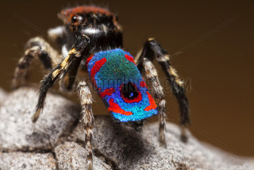 Male Peacock Spider showing his colorful abdomen - Australia