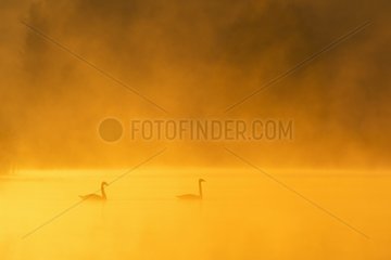 Mute Swans (Cygnus olor) on Misty Lake at Sunrise  Saxony  Germany  Europe