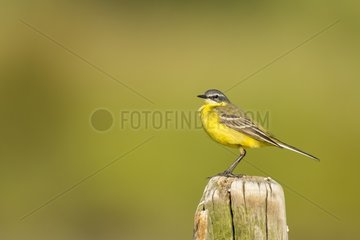 Ashy-headed Wagtail on pole in spring  France