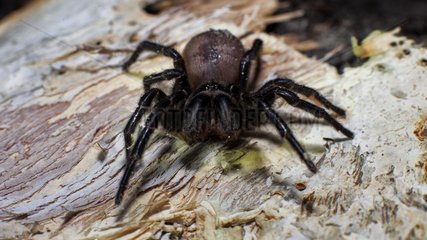 A Sydney Funnel Web spider  Atrax robustus. One of the deadliest spiders in the world.Found on the Central Coast of NSW  just north of Sydney. Australia
