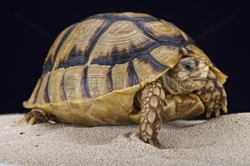 Egyptian tortoise (Testudo kleinmanni)  Egypt