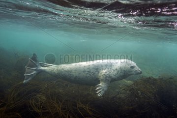 Grey seal  Halichoerus grypus  Phocidae  Cotes d'Armor  Bretagne  France
