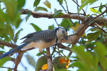 White-throated Magpie-Jay on a branch - Costa Rica