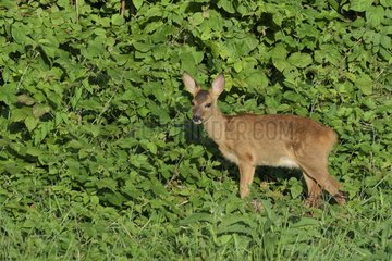 Western Roe deer (Capreolus capreolus)  Fawn  Hesse  Germany  Europe