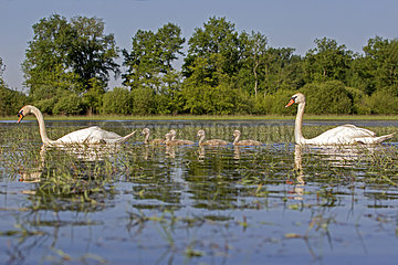 Mute Swans and chicks on the water - Dombes France