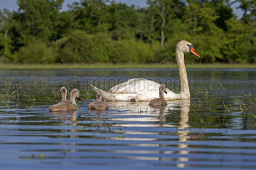 Mute Swan and young swimming on the water - France