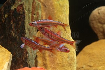 (Notropis Chrosomus) Male in coloration during spawning