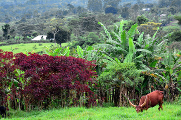 Watusi cow and plantations - Fort Portal Uganda