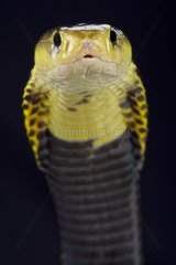 Samar spitting cobra (Naja samarensis)  Phillipines