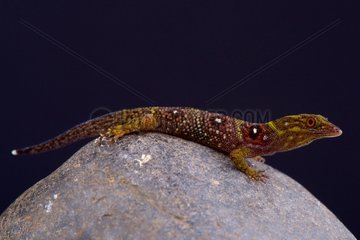 The critically endangered and recently (2005) discovered Grenadines clawed gecko (Gonatodes daudini) must be one of the rarest reptiles in the world. It is endemic to 0  5km2 on Union island.  Union Island  St Vincent and the Grenadines