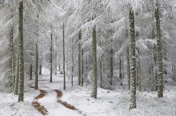 Larch forest under snow - Northern Vosges France