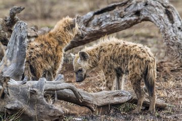 Spotted hyaena in Kruger National park